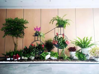 辦公室植物租賃服務 蛇口花卉綠植出租，上門養護與免費更換無憂