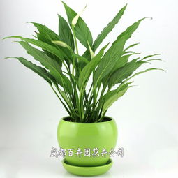 成都辦公室綠植租擺全指南 價格、方案設計一站式解析