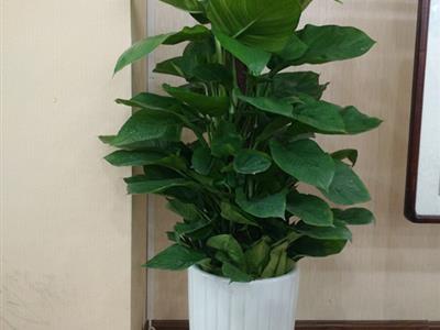 天津花卉綠植租賃與銷售服務新選擇——谷鑫亞泰花卉