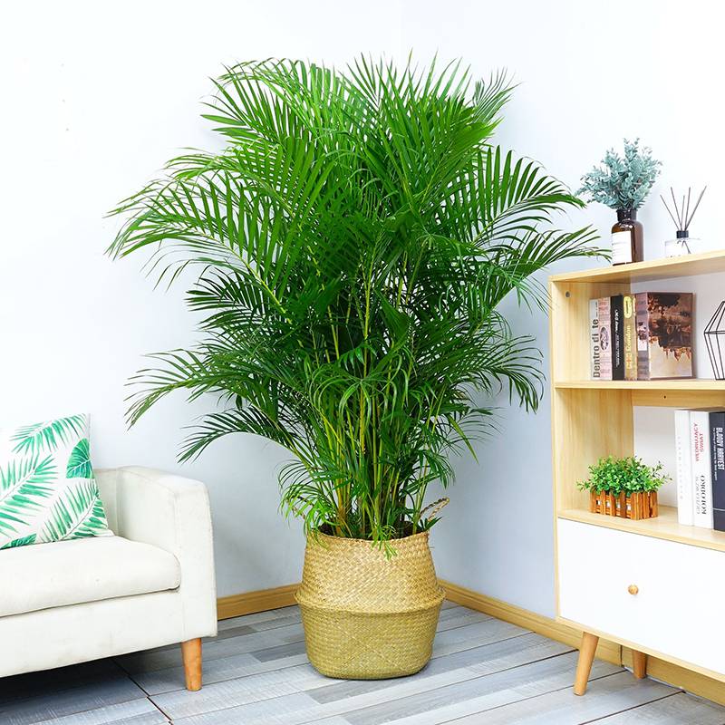 武漢室內花卉植物盆景全覽 租賃與銷售一站式服務