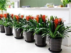 太原花卉綠植批發與租借服務 點亮城市綠意，便捷生活空間